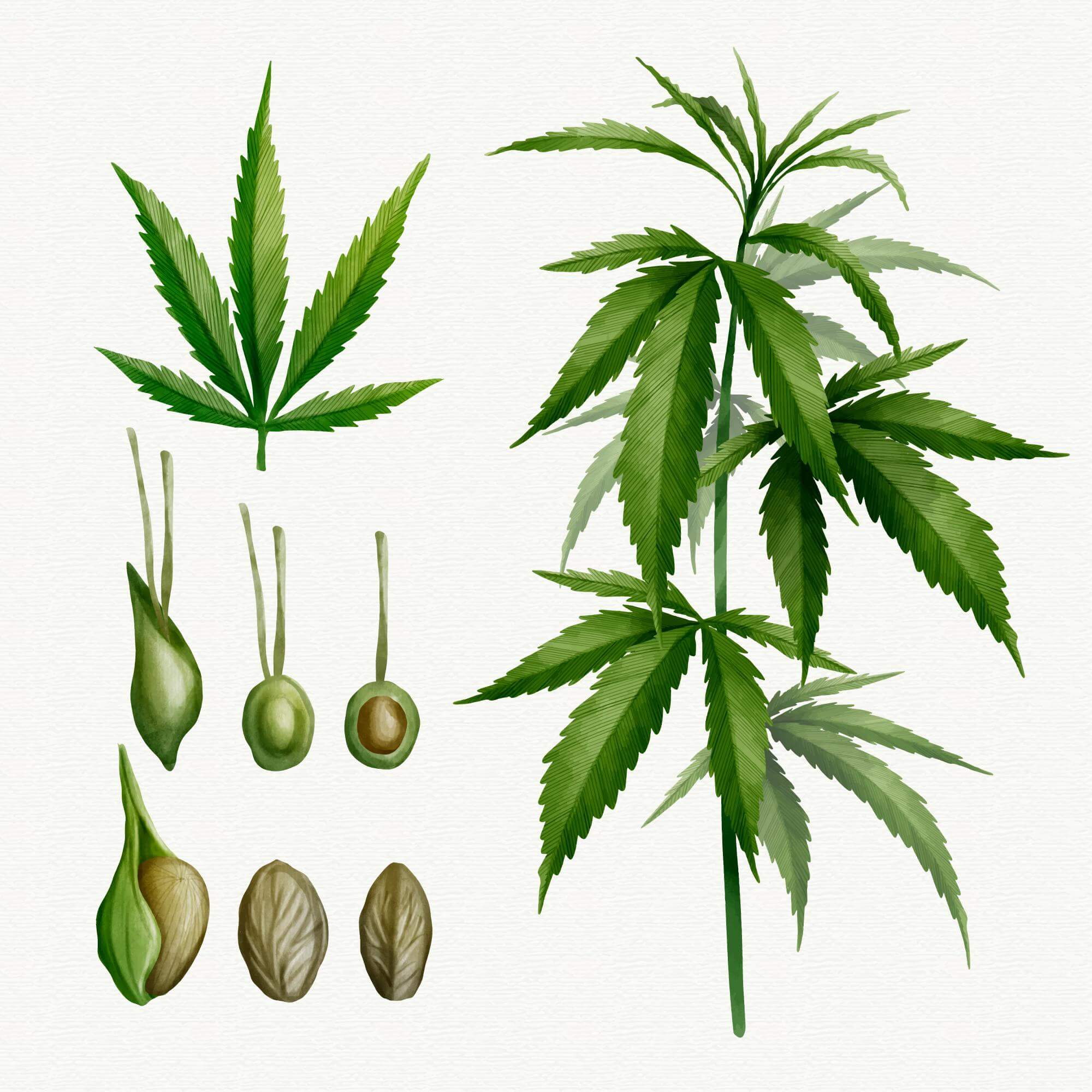 Hemp and Marijuana THC Distinctions