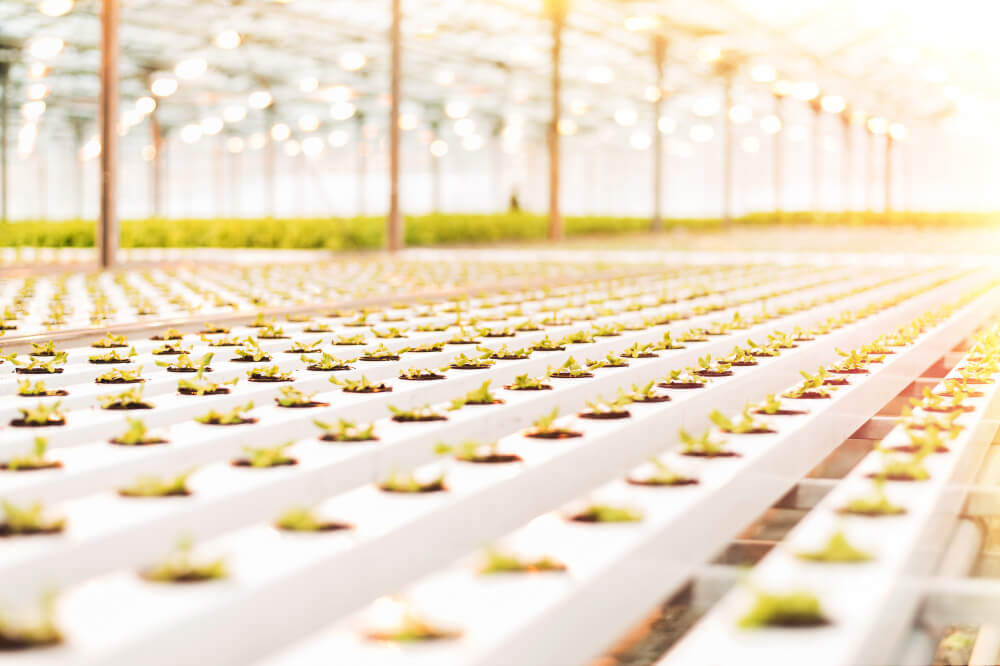 Everything to Know About Hydroponics