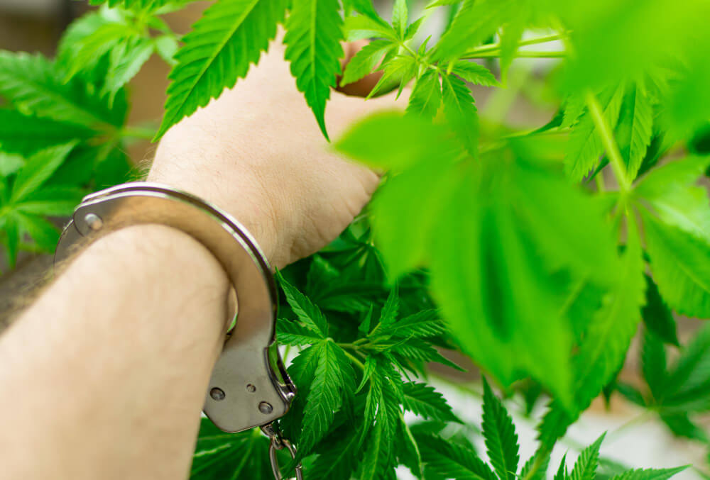 Broader Societal Effects of Cannabis Convictions