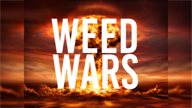 Weed Wars - Best Strains