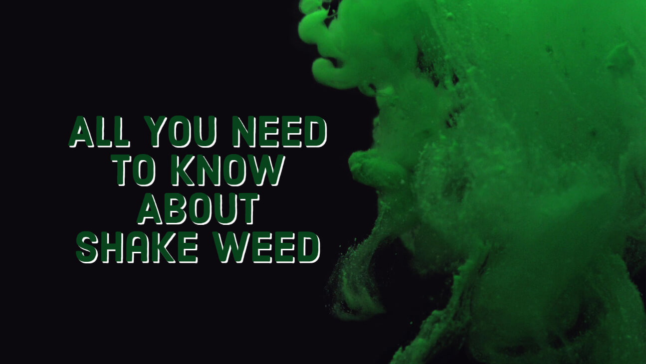 Everything to Know About Shake Weed