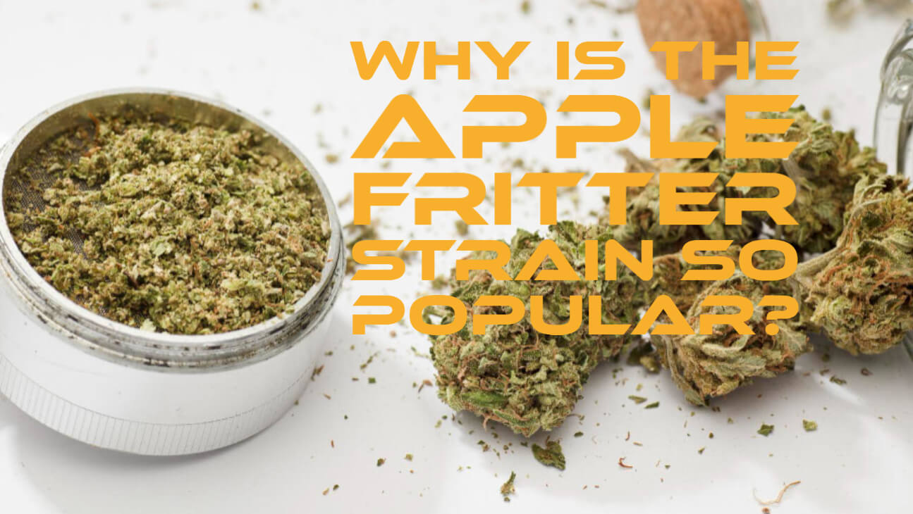 Popularity of Apple Fritter Cannabis Strain