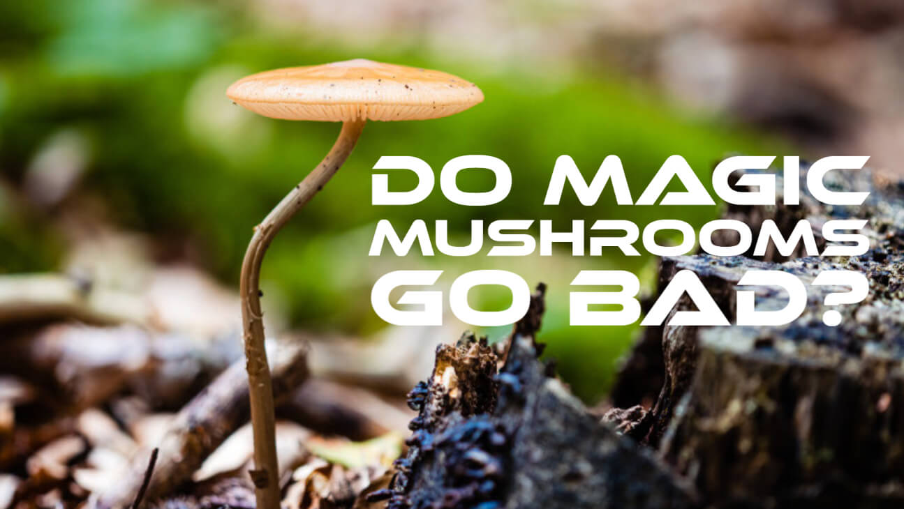 Effects of Magic Mushrooms