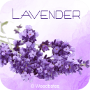 Lavender strain
