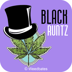 Black Runtz srtain