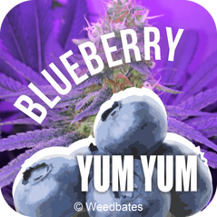 Blueberry Yum Yum