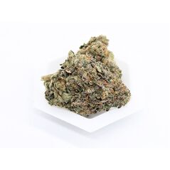 CPT Glue 14g $73 I Rich & Ruthless Pre-Pack