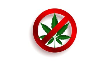 Cannabis Legalization Guide