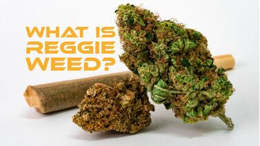 Guide to Reggie Weed