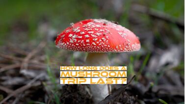Length of Mushroom Trip