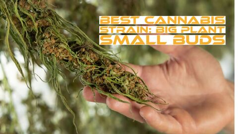 Big Plant Small Buds
